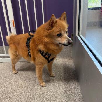 Schipperke Dogs Available for Adoption - GIDGET (GIDGY) | PetCurious