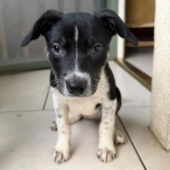 Under The Sea Litter: Coral -  Australian Cattle Dog Blue Heeler and Border Collie Dog for Adoption in Keaau, Hawaii - Under The Sea Litter: Coral | PetCurious