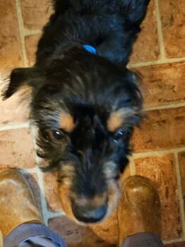 Schnauzer and Yorkshire Terrier Dogs Available for Adoption - Winston | PetCurious