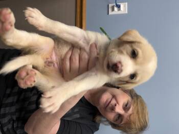 Laverna HTX -  Great Pyrenees Dog for Adoption in Quinlan, Texas - Laverna HTX | PetCurious