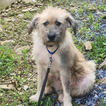Barnaby -  Great Pyrenees Dog for Adoption in Walnutport, Pennsylvania - Barnaby | PetCurious