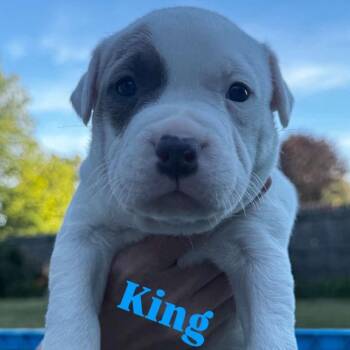 King -  Pit Bull Terrier and Mixed Breed Dog for Adoption in Griswold, Connecticut - King | PetCurious