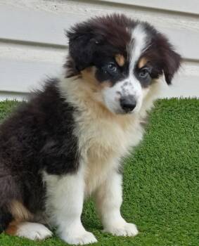 Black beauty -  Australian Shepherd Dog for Sale in Fort Worth, Texas - Black Beauty | PetCurious