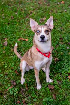 Scotia -  Australian Shepherd Dog for Adoption in Morgantown, West Virginia - Scotia | PetCurious