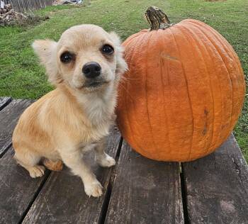 Chickadee -  Chiweenie Dog for Adoption in Dallas, Texas - Chickadee | PetCurious