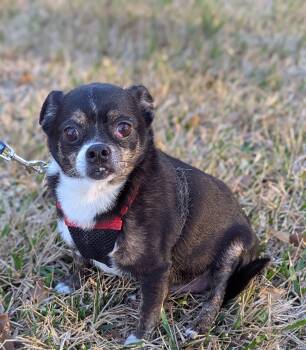 Chihuahua and Pug Dogs Available for Adoption in The Woodlands, Texas - Nugget  | PetCurious