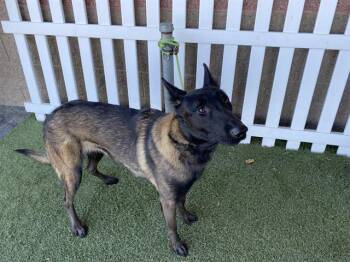 Belgian Shepherd Malinois Dogs Available for Adoption in Modesto, California - A609847 | PetCurious
