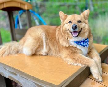 Rescue Finnish Spitz and Spitz Dogs for Adoption in Bristol, Tennessee - Lucas Ray Jackson | PetCurious