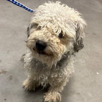 Fred -  Poodle Dog for Adoption in Yuma, Arizona - Fred | PetCurious