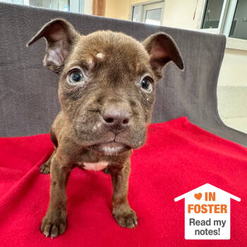 Rescue Pit Bull Terrier Dogs for Adoption in Kanab, Utah - Bijou | PetCurious