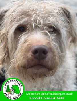 Rescue Mixed Breed Dogs for Adoption in Stroudsburg, Pennsylvania - Luna | PetCurious