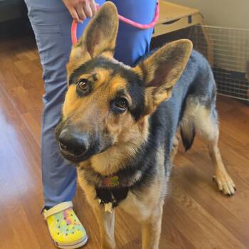 German Shepherd Dog Dogs Available for Adoption in Milan, Illinois - Liberty | PetCurious