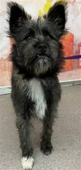 MONA -  Terrier and Mixed Breed Dog for Adoption in San Bernardino, California - MONA | PetCurious