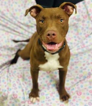 Mixed Breed Dogs Available for Adoption in West Chester, Pennsylvania - Eve | PetCurious