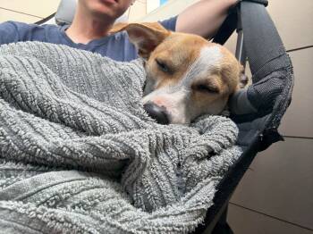 Rescue Terrier Dogs for Adoption in Princeton, Massachusetts - Melvin | PetCurious