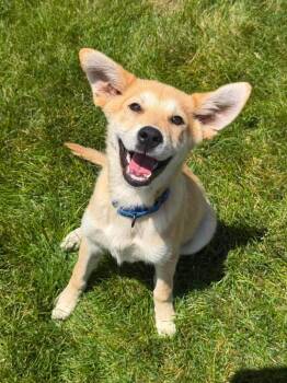 Bo -  Australian Shepherd Dog for Adoption in Decatur, Indiana - Bo | PetCurious