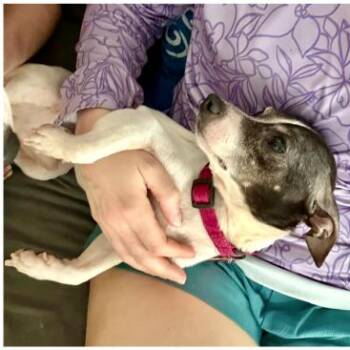 Hook -  Chihuahua and Mixed Breed Dog for Adoption in Tacoma, Washington - Hook | PetCurious