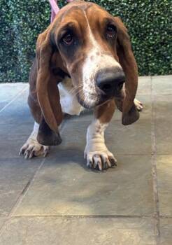 Basset Hound and Mixed Breed Dogs Available for Adoption - 60747744 | PetCurious