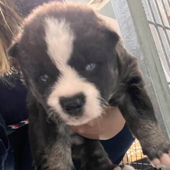 Yana -  Husky and Mixed Breed Dog for Adoption in Hawthorne, California - Yana | PetCurious