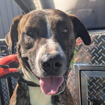 Pit Bull Terrier and Labrador Retriever Dogs Available for Adoption in East St. Louis, Illinois - Alan | PetCurious