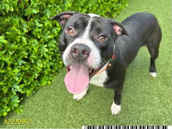 Rescue Pit Bull Terrier Dogs for Adoption in West Palm Beach, Florida - TUNDRA | PetCurious