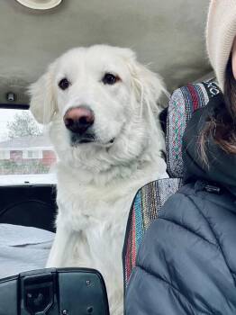 Sugar -  Great Pyrenees Dog for Adoption in Winter Park, Colorado - Sugar | PetCurious