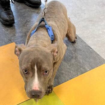 Mixed Breed Dogs Available for Adoption - Double Dutch | PetCurious