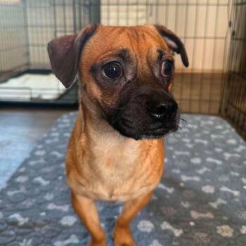 Munchkin -  Dachshund and Pug Dog for Adoption in Warren, Rhode Island - Munchkin | PetCurious