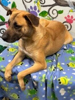 Black Mouth Cur Dogs Available for Adoption in Brookhaven, Mississippi - Salvage 26 | PetCurious