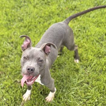 Tank -  Terrier Dog for Adoption in Pilot Point, Texas - Tank | PetCurious