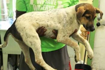 Hustler -  Catahoula Leopard Dog and Mixed Breed Dog for Adoption in Picayune, Mississippi - Hustler | PetCurious