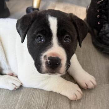 Mixed Breed Dogs Available for Adoption - Tina | PetCurious