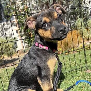 Karma -  Australian Shepherd and Mixed Breed Dog for Adoption in Portland, Oregon - Karma | PetCurious