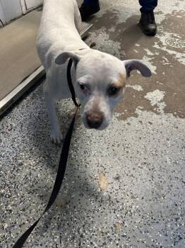 Pit Bull Terrier Dogs Available for Adoption in Mobile, Alabama - Blondie | PetCurious