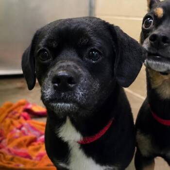 Chihuahua and Pug Dogs Available for Adoption in San Jacinto, California - Oreo | PetCurious