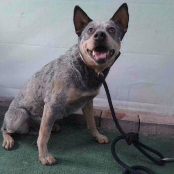 A5786180 -  Australian Cattle Dog Blue Heeler Dog for Adoption in San Gabriel, California - A5786180 | PetCurious