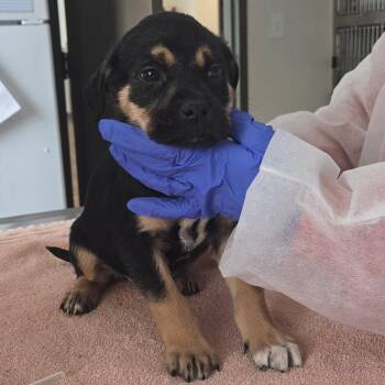 Mixed Breed Dogs Available for Adoption - Snap | PetCurious