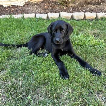 Jelly Bean -  Great Dane and Mixed Breed Dog for Adoption in Avon, Ohio - Jelly Bean | PetCurious