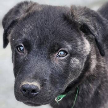 Rescue Pit Bull Terrier and Labrador Retriever Dogs for Adoption in Rochester, Washington - Hugo | PetCurious