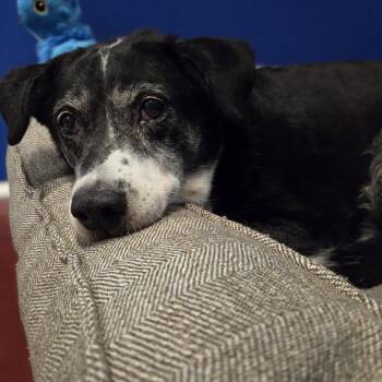 Bailey -  Border Collie and Australian Cattle Dog Blue Heeler Dog for Adoption in Brookings, South Dakota - Bailey | PetCurious