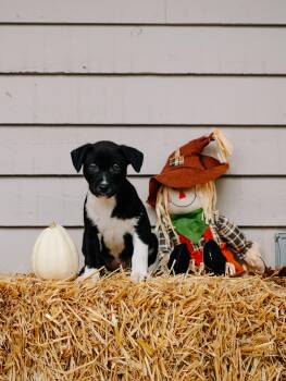 Rescue Labrador Retriever and Shepherd Dogs for Adoption in Simsbury, Connecticut - Acorn | PetCurious