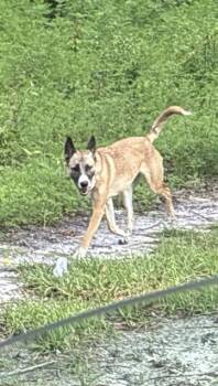Belgian Shepherd Malinois and Mixed Breed Dogs Available for Adoption in Ocala, Florida - A380043 | PetCurious