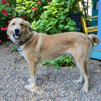 Shawn -  Golden Retriever and Great Pyrenees Dog for Adoption in Wake Forest, North Carolina - Shawn | PetCurious
