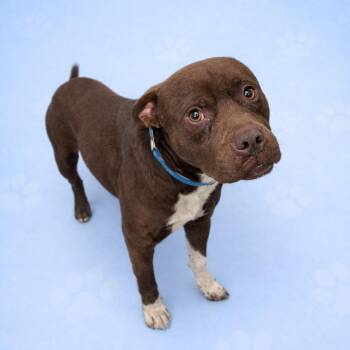 Mixed Breed Dogs Available for Adoption - 2Pawc (formerly 2Paws) | PetCurious