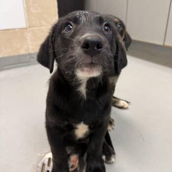 Balogun -  Labrador Retriever and Hound Dog for Adoption in Troy, Virginia - Balogun | PetCurious