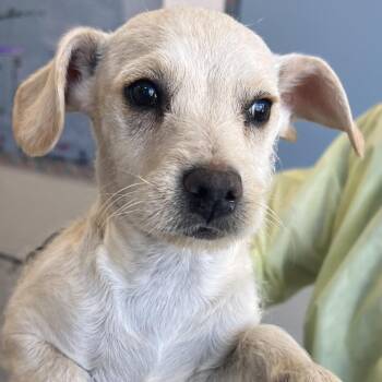 Mixed Breed Dogs Available for Adoption - 103159 | PetCurious