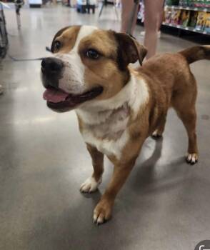 Basset Hound and Beagle Dogs Available for Adoption in Tulsa, Oklahoma - Apollo | PetCurious