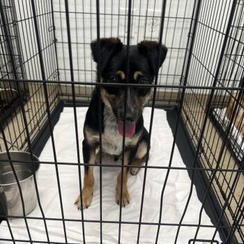 Mixed Breed Dogs Available for Adoption in Loxahatchee Groves, Florida - Carlos 9261 | PetCurious
