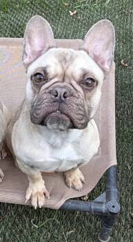 French Bulldog Dogs Available for Adoption - Stella  | PetCurious