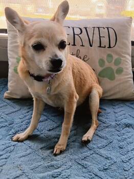 Chihuahua Dogs Available for Adoption in Tampa, Florida - DeeDee | PetCurious